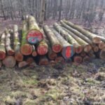 Stammholz – Esche